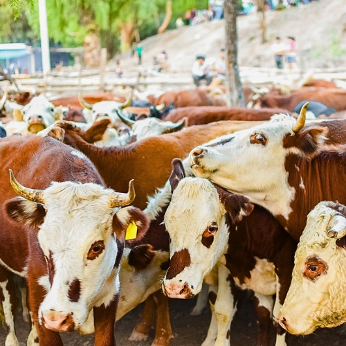 Ganado y tradición gaucha en la Fiesta del Arriero Cordillerano