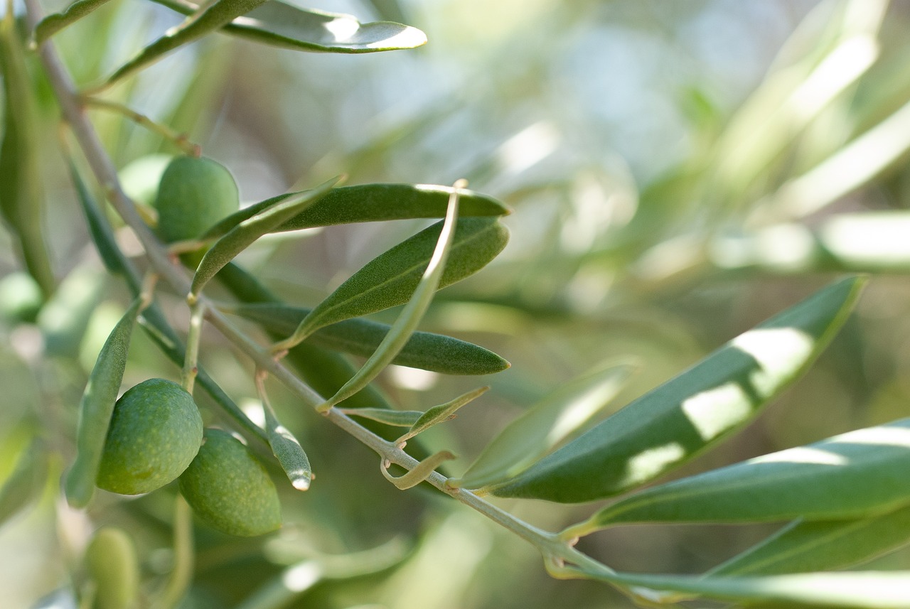 olive, green, mediterranean-3700810.jpg